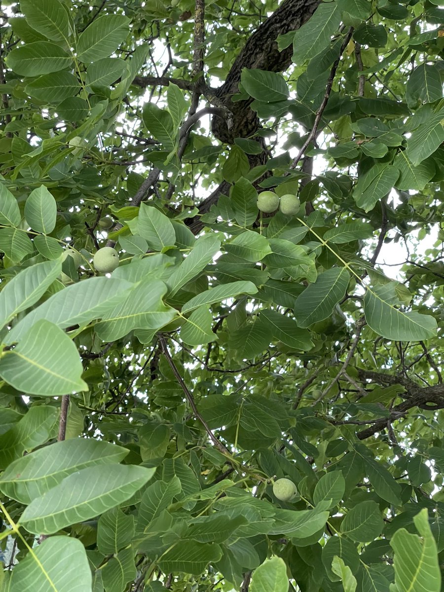redtestwine's tweet photo. #Walnut https://t.co/1O501NdohO