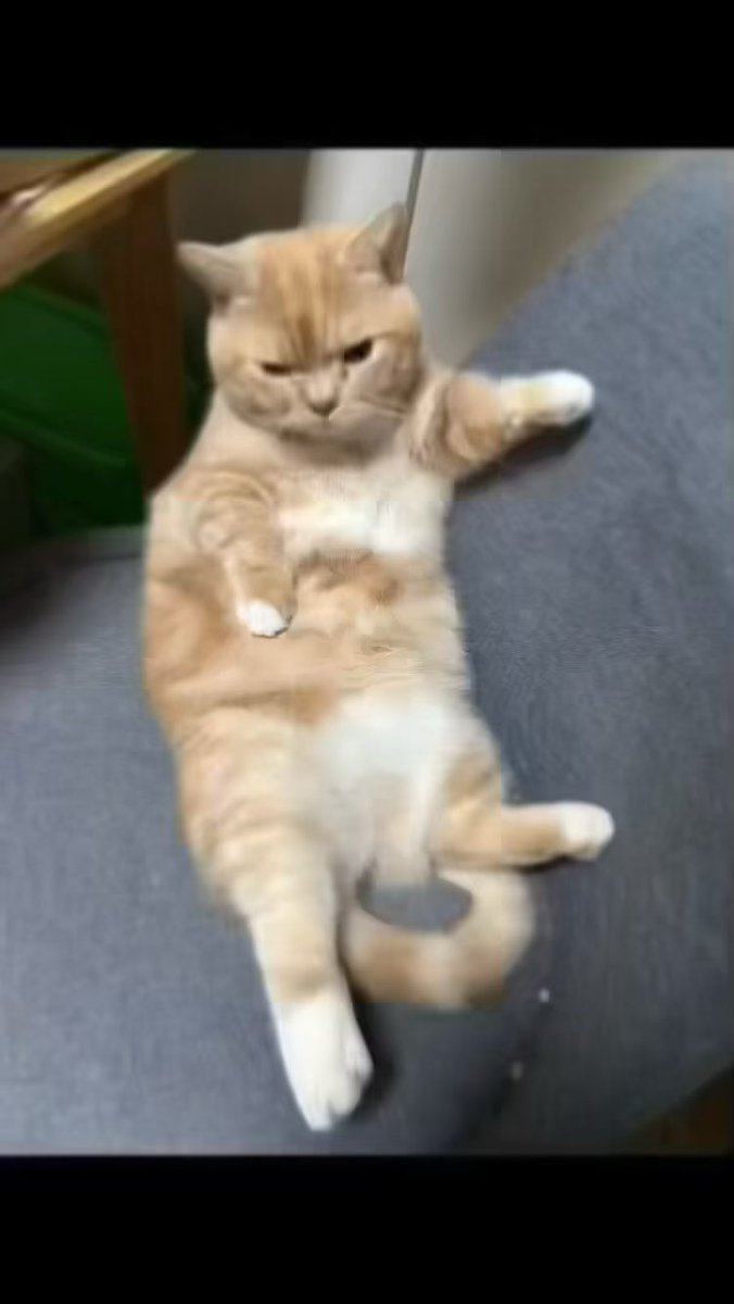 ANANotintin's tweet photo. 迷子になりました見かけた方DMください #猫 #迷子猫 #埼玉県富士見市 https://t.co/GqZ7b8yi42