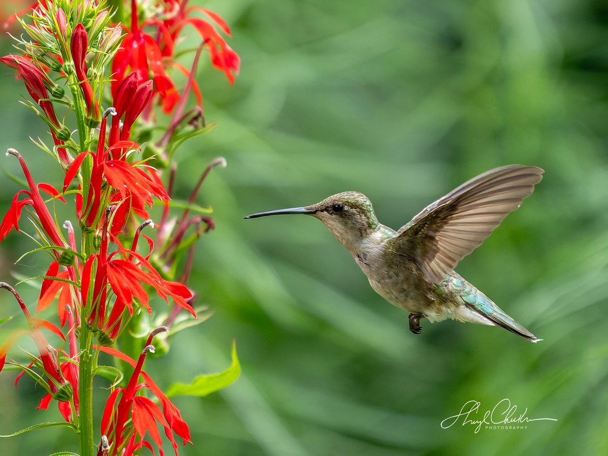 DiveArtist's tweet photo. Ruby-throated Hummingbird at Shakespeare Garden late yesterday afternoon.
#rubythroatedhummingbird #centralparkbirding #birdcpp https://t.co/VkSTnwDKzL