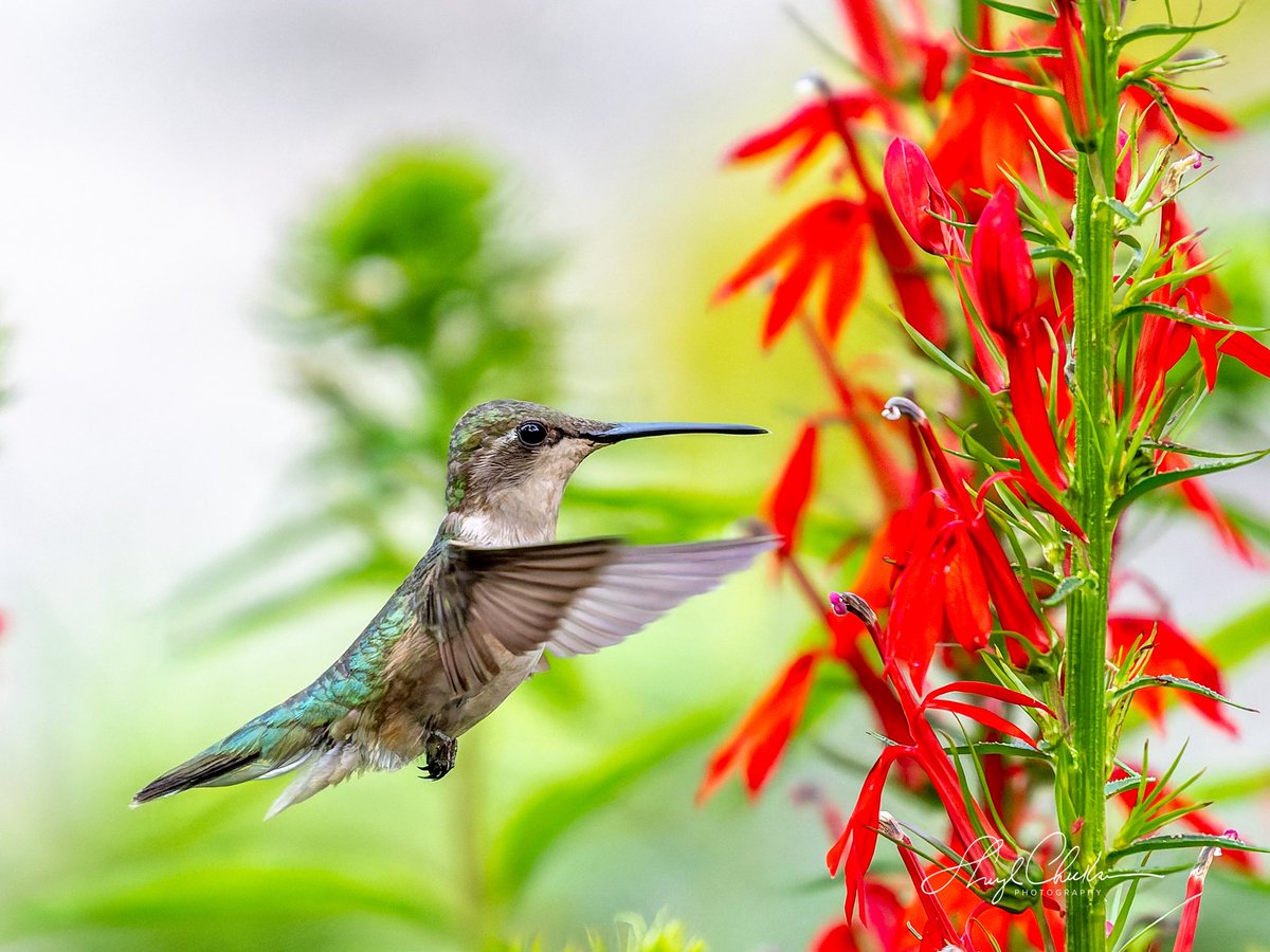 DiveArtist's tweet photo. Ruby-throated Hummingbird at Shakespeare Garden late yesterday afternoon.
#rubythroatedhummingbird #centralparkbirding #birdcpp https://t.co/VkSTnwDKzL