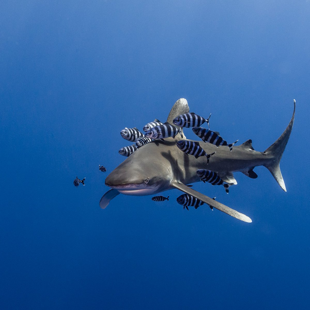 AnimalPlanet tweet picture