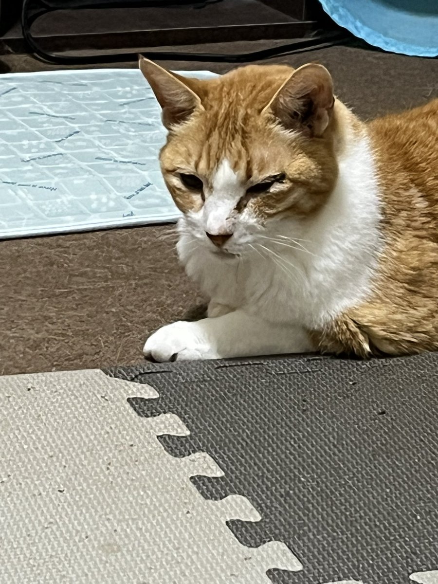 zenacocoro's tweet photo. おやすみニャ

おやすみなニョだ https://t.co/JMSRB6LSQP