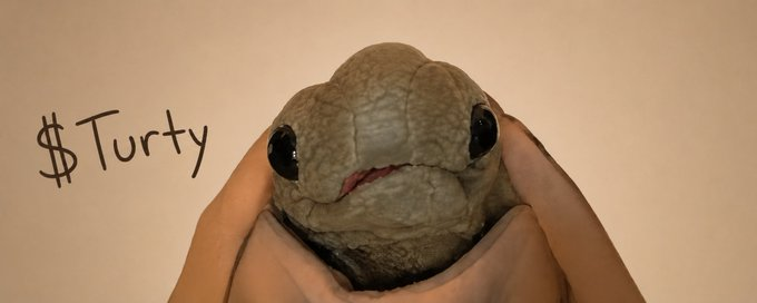 Ni99errrr's tweet photo. he same account that gave us sharkdog, meloncat and a bunch of other runners just gave us a genny turtle meme that looks like the wif meme https://t.co/nLsLoIJjjT