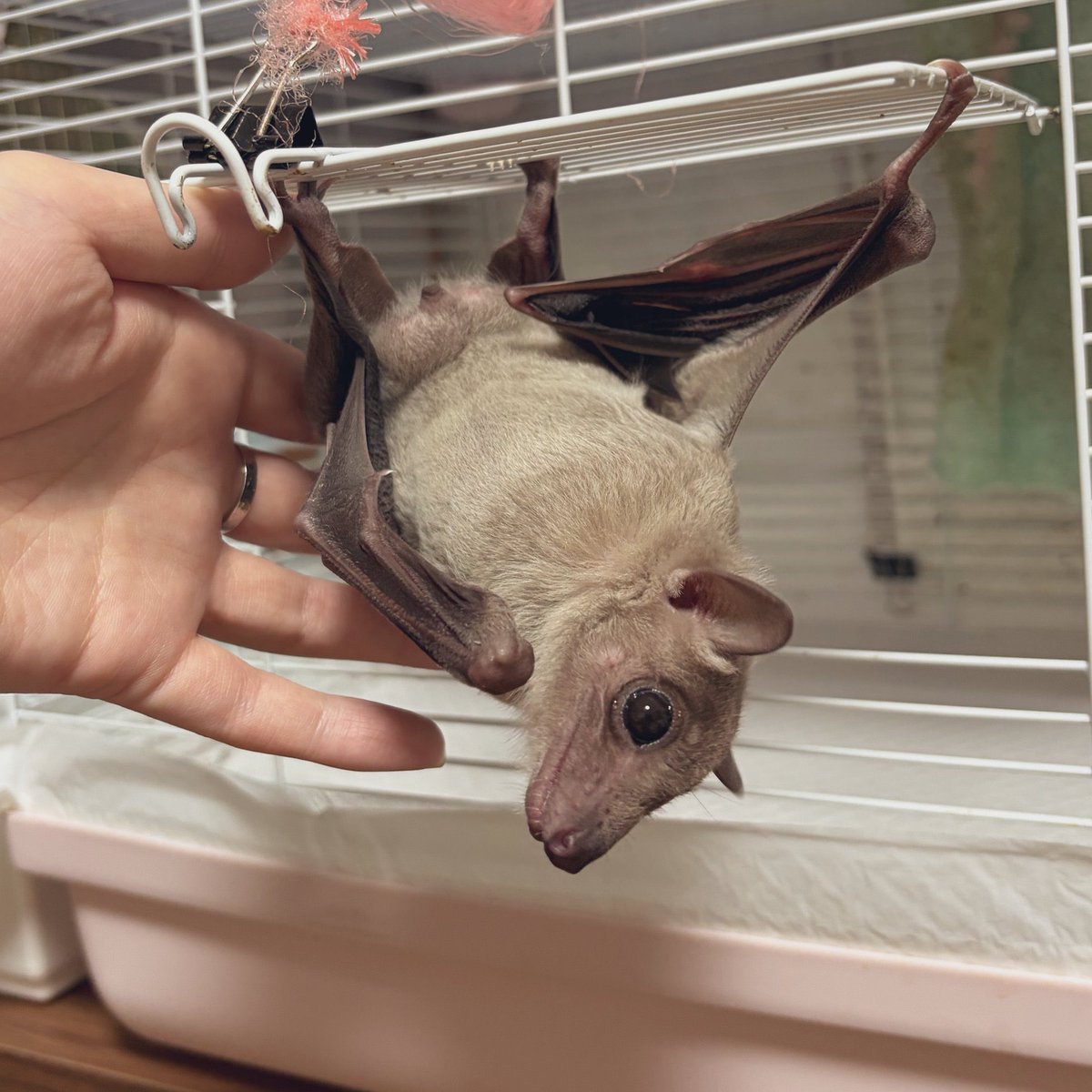 pompokocompany's tweet photo. フルーツバットはとっても可愛い動物です🦇 https://t.co/pS1S0ckTig