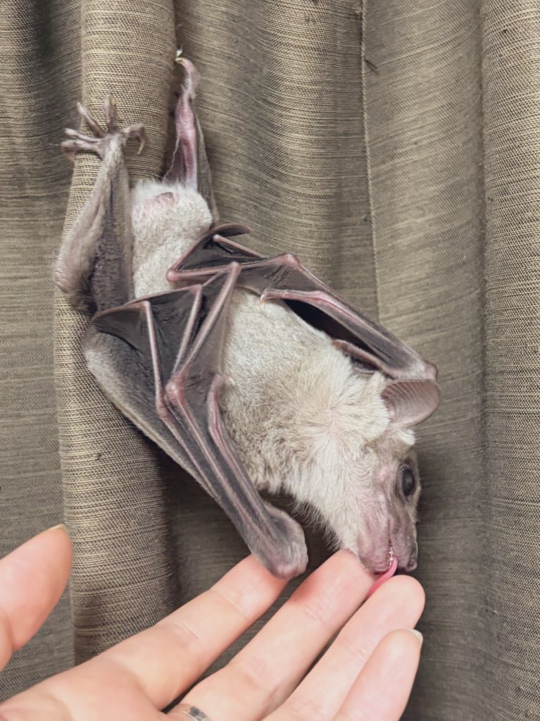 pompokocompany's tweet photo. フルーツバットはとっても可愛い動物です🦇 https://t.co/pS1S0ckTig