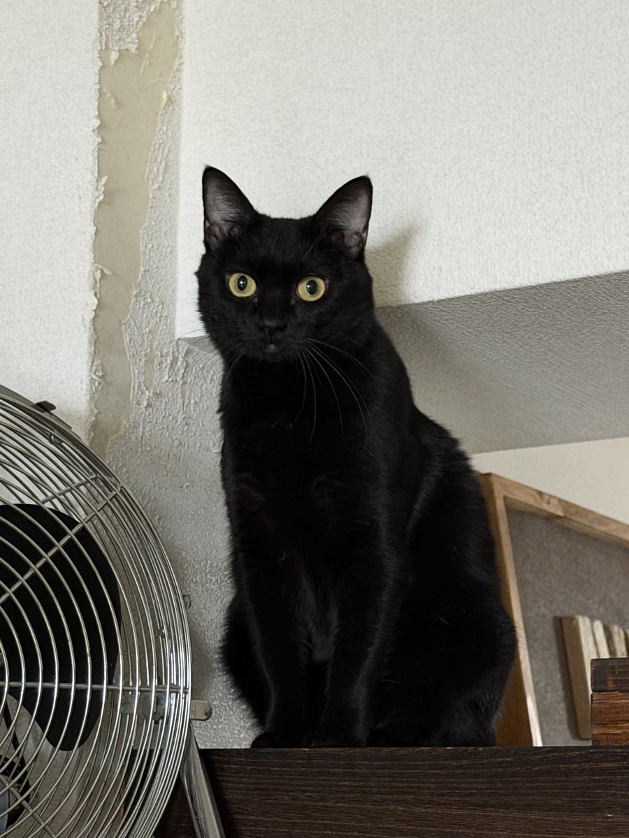 hiro_cat_mrym's tweet photo. 目が点ピノさん🐈‍⬛ https://t.co/apzYmSSSPF