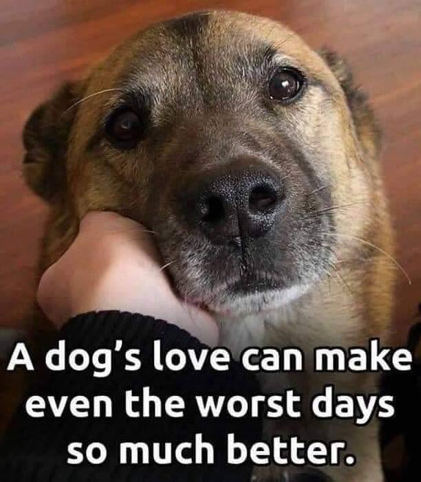 puppiesDoglover's tweet photo. https://t.co/ABwmEMVtTc