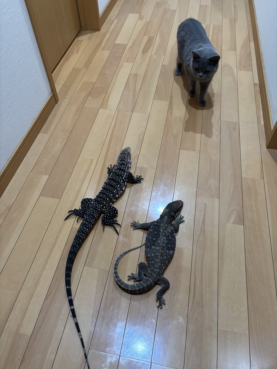 _nik0l8o's tweet photo. 生き物垢作ってみた
宜しくお願い致します🙇‍♂️ https://t.co/Ca5AhyWffn