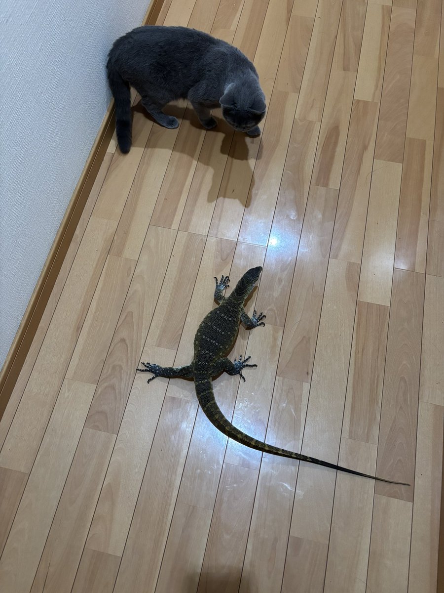 _nik0l8o's tweet photo. 生き物垢作ってみた
宜しくお願い致します🙇‍♂️ https://t.co/Ca5AhyWffn