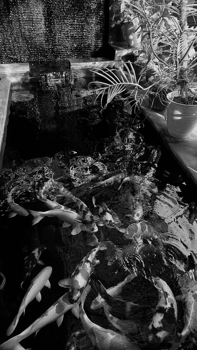 ASHB0RNES's tweet photo. 📍KOST GRIYA MANDALA.

Balik gawe, lanjut piket di kost. Bersih-bersih kolam ikan biar pada gak engap ikannya. Langsung pada lahap banget makannya begitu kolamnya bersih.🐟🎣 https://t.co/79DY6anTQZ