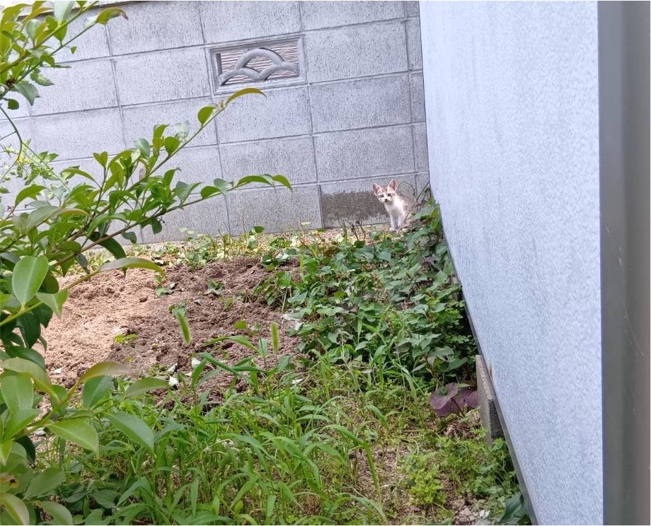 tkkm421's tweet photo. そういえば実家の庭で生まれたという猫たち、先週帰省した際には既に巣立っていたようで会うことはできなかった…。母が遠くから撮った写真だけが手元に。どうか元気に生きていておくれ。猫との生活を夢見た数日、楽しみで不安で幸せだったな。 https://t.co/V43FJuXNAF