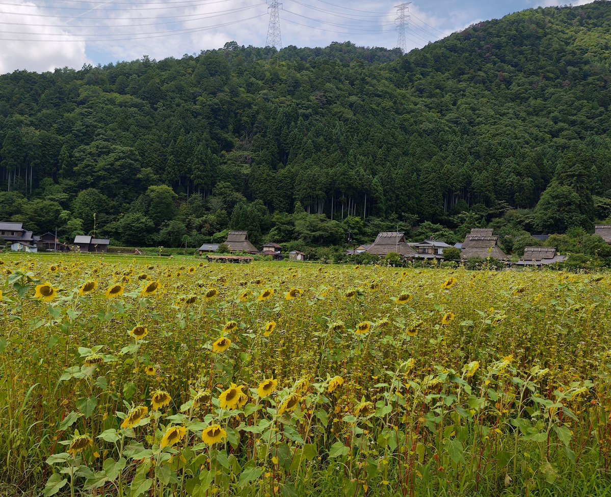 shu_spn's tweet photo. 京都の美山かやぶきの里に行ってきました
ひまわりは終わりかけだったけど、日本の夏を感じてきた https://t.co/s1HMv9rE6w
