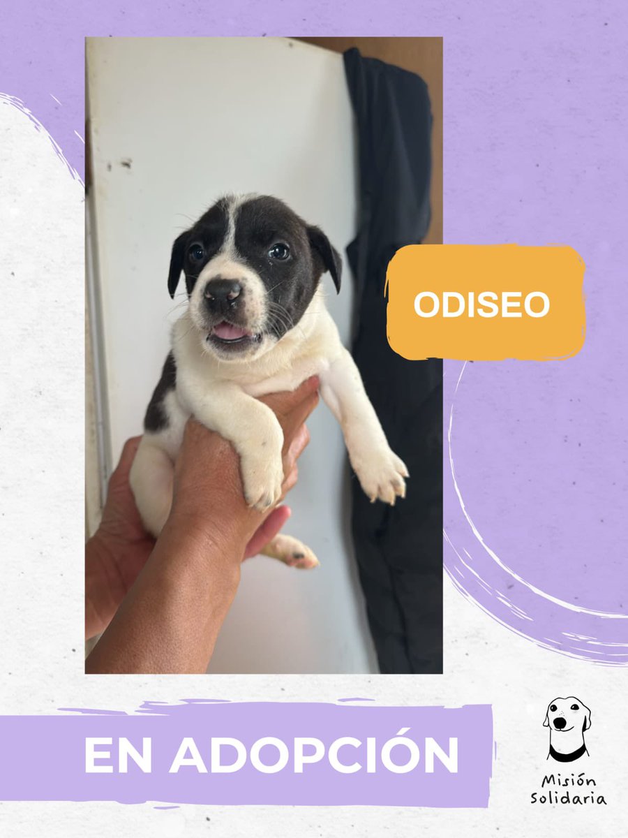 lagarzasosa_'s tweet photo. Odiseo tiene 3 meses. Esta desparasitado, será de tamaño mediano. Listo para empezar la mayor aventura de su vida y encontrar su hogar definitivo.
Zonas CABA y GBA 
Querés adoptarlo? Escribime! 
misionsolidariatwitter@gmail.com 
Asunto: Mi héroe Odiseo https://t.co/gLUSnc6gak
