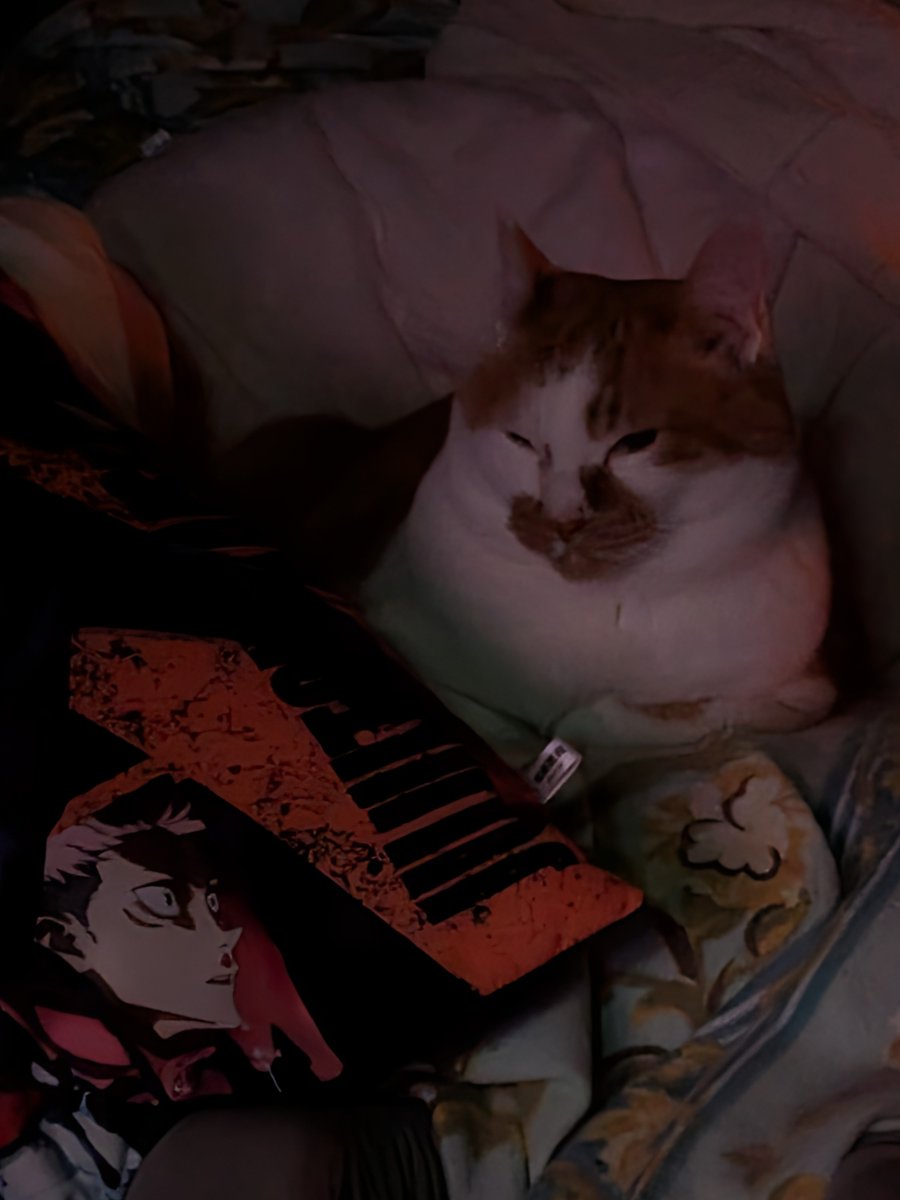 takarabako20201's tweet photo. 🐈️💤 https://t.co/cUFX82Jv73