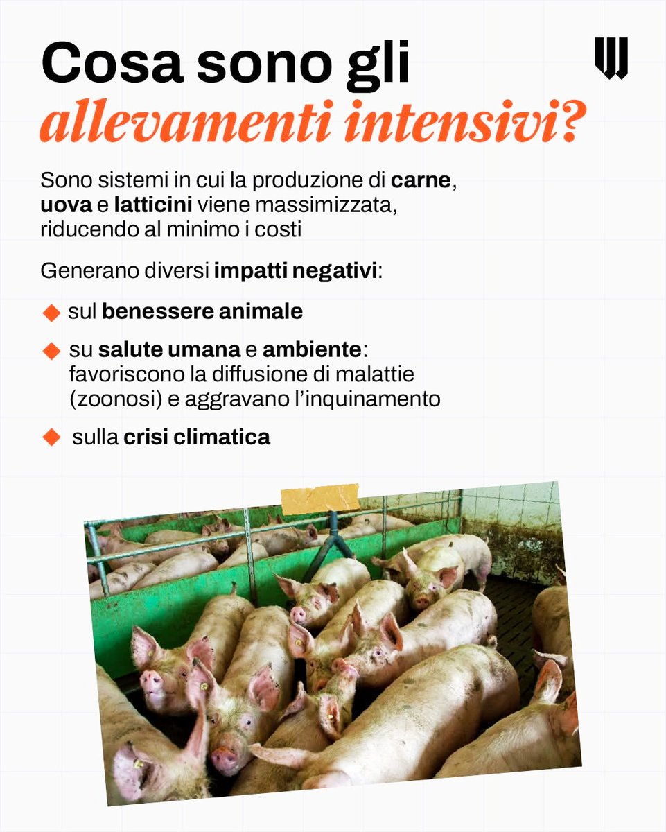 gianni_runco's tweet photo. Nel Nord Italia vengono allevati complessivamente circa 460 milioni di animali all'anno. Una bomba ecologica pronta a esplodere... #pandemia  #govegan #animalrights #veganfood #veganism #Vegan #nomeat #plantbased #vegano #veganworld #empatia #NoDairy #vegetables #climatechange https://t.co/EOgd31URBC