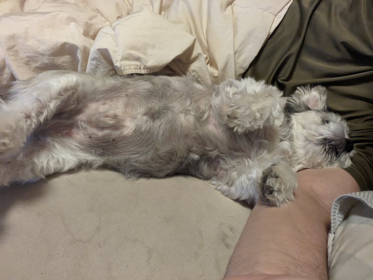 dedede77516285's tweet photo. #犬との生活
#犬の飼い主さん募集
#いぬのきもち 

3年前のクッキー
この頃��比べると大分老けたなぁ

「鏡見ろやおっさん」

おっ？　やるか？ https://t.co/BURElbch27