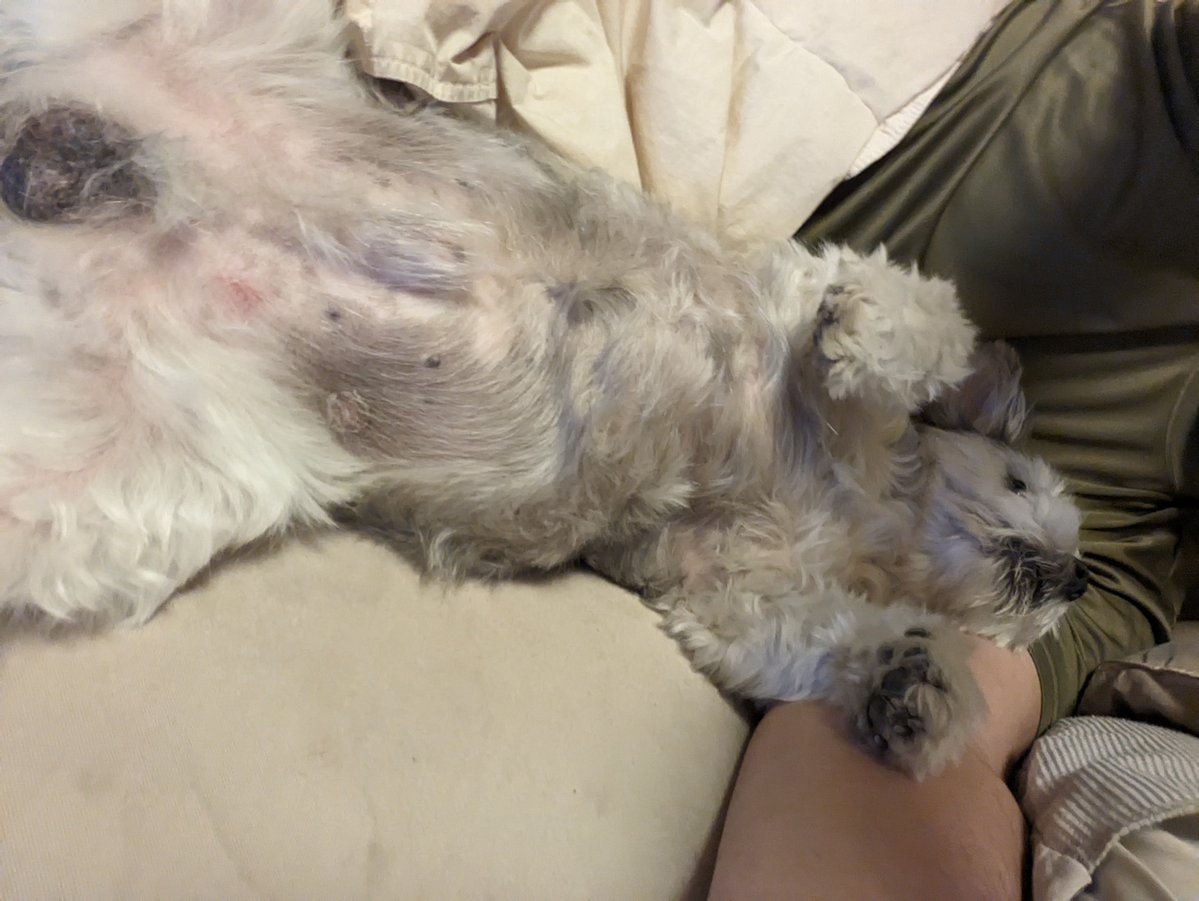 dedede77516285's tweet photo. #犬との生活
#犬の飼い主さん募集
#いぬのきもち 

3年前のクッキー
この頃��比べると大分老けたなぁ

「鏡見ろやおっさん」

おっ？　やるか？ https://t.co/BURElbch27
