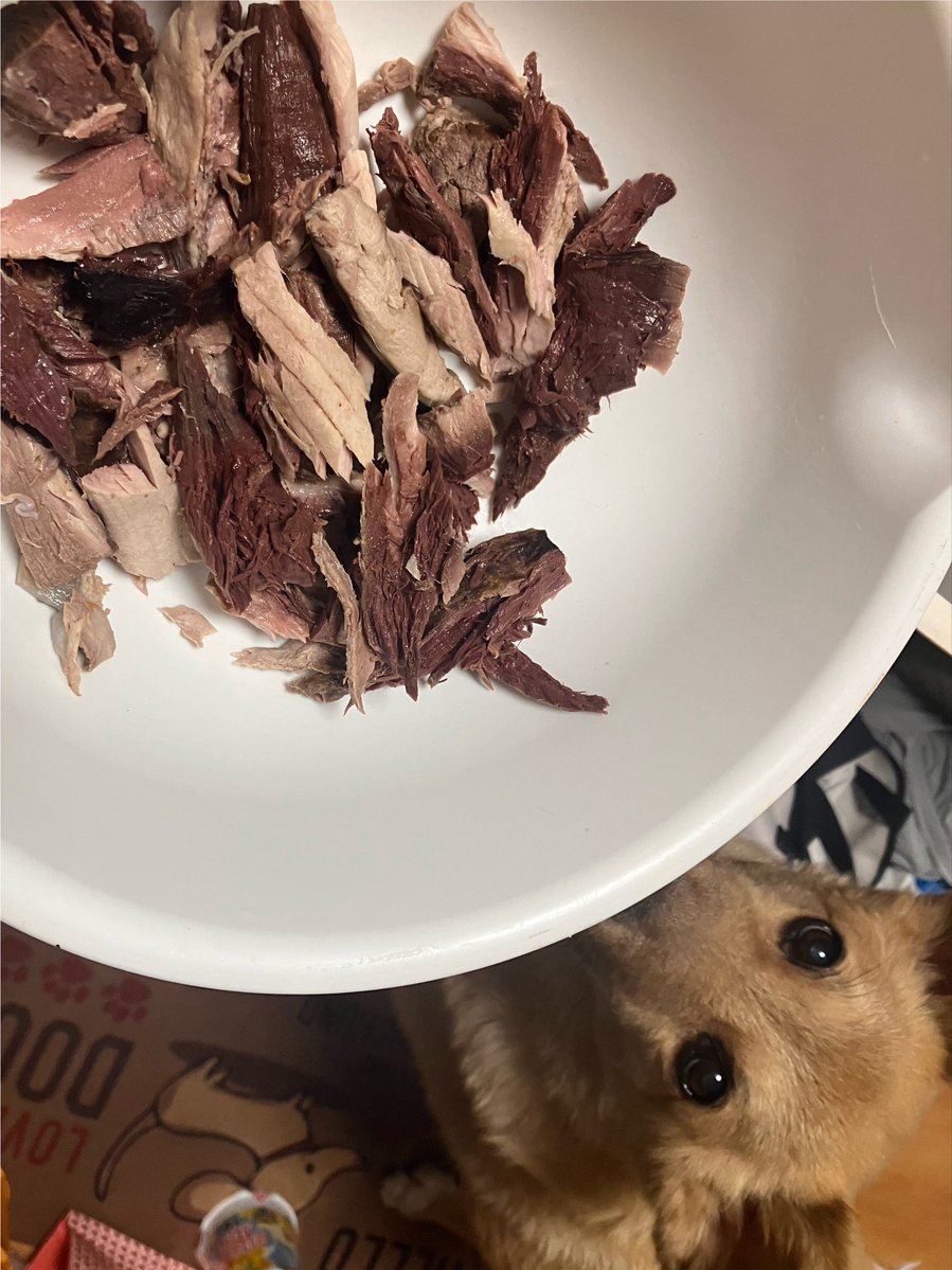 sh_afro's tweet photo. 今日もマグロのアラが安かったんで人間用のアラ汁作りつつ身をあげようと思って圧力鍋から取り出したらこれアラか？ってくらい身ばっかりで(骨がない)でもう犬がおかしくなってしまいました。 https://t.co/Li8Ah8DaRO
