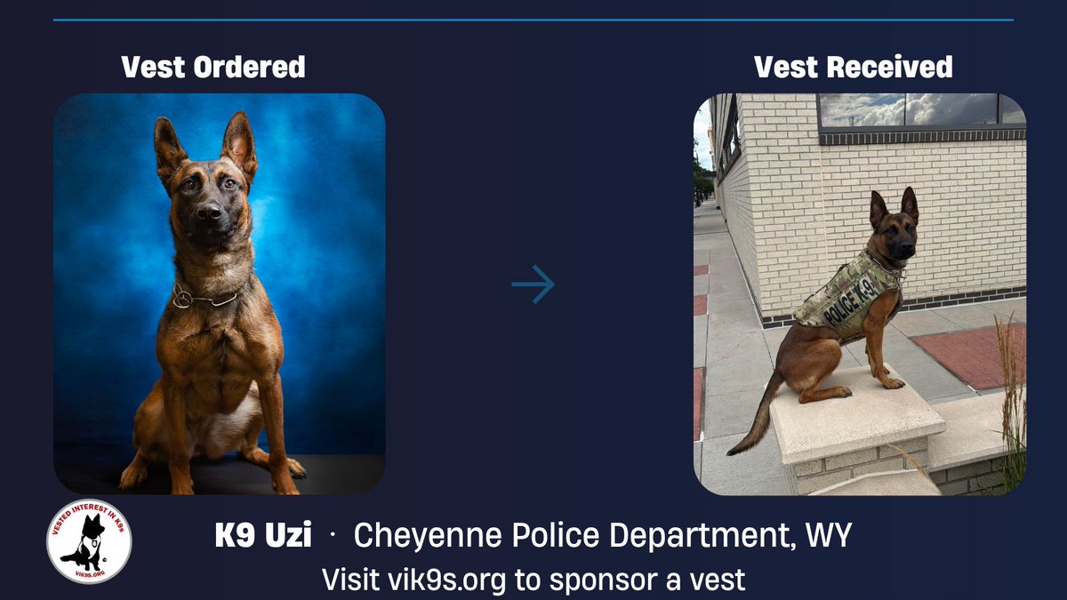 VIK9s's tweet photo. 🐾 K9 Uzi of the Cheyenne PD has received a bullet and stab protective vest, donated by VIK9s and sponsored by Sharysse Frasco of Allendale, NJ. The vest is embroidered with "Born to Love-Trained to Serve-Loyal Always." Visit our website today to sponsor a vest 💙 #K9Unit #K9Uzi https://t.co/sx0f7AWKV6