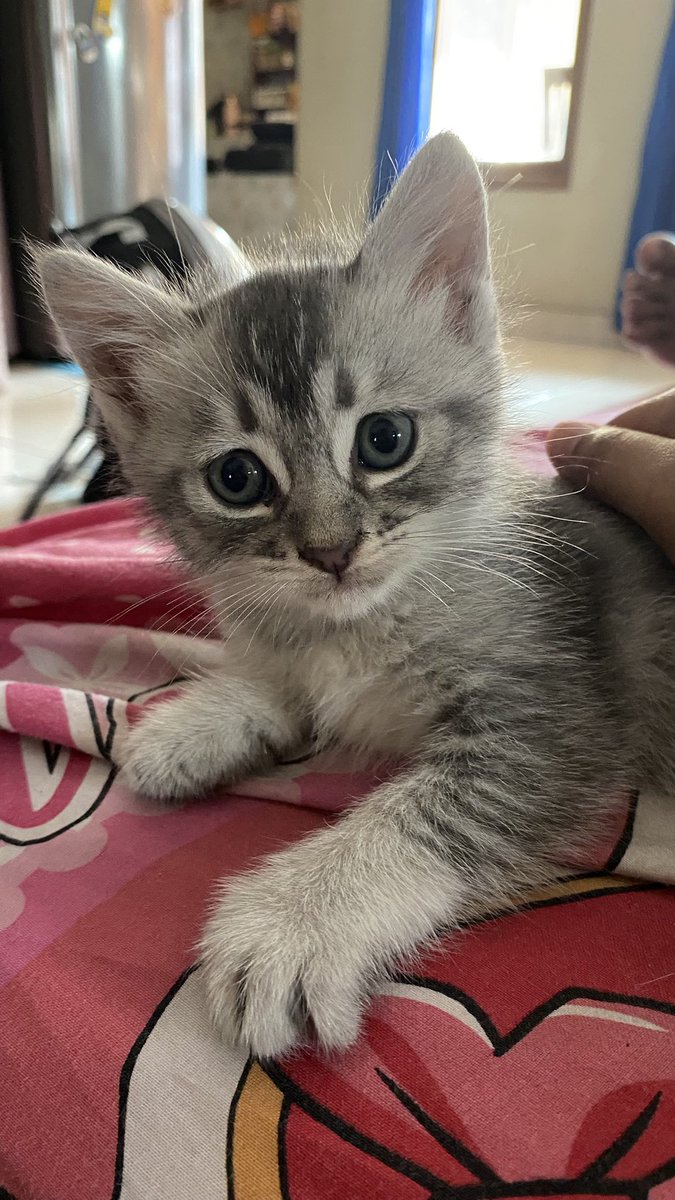 lluupoii's tweet photo. anak aku nambah satuuu🐱
say hii too zukoo https://t.co/CN3TTLxnUx