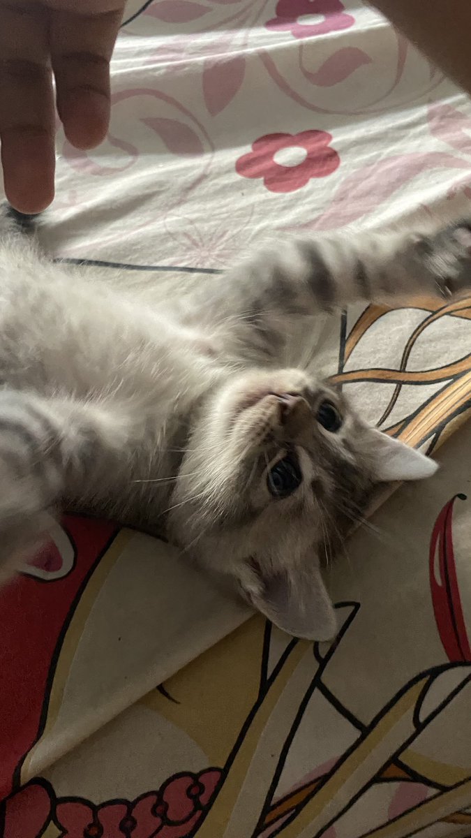 lluupoii's tweet photo. anak aku nambah satuuu🐱
say hii too zukoo https://t.co/CN3TTLxnUx