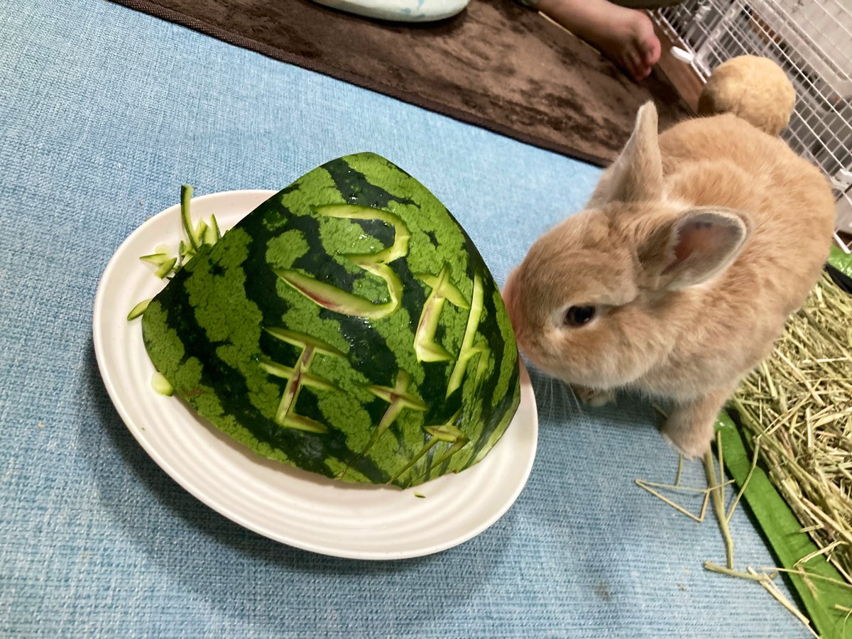 pecomaru's tweet photo. モナカ生誕祭！！🐰
3歳になりました。
モナピッピお誕生日おめでとう🎂🍉
また楽しい一年にしようね！元気が一番よー！
#rabbit
#うさぎのいる暮らし
#今日のモナカ
#happybirthday https://t.co/6eQcYL6KZ7
