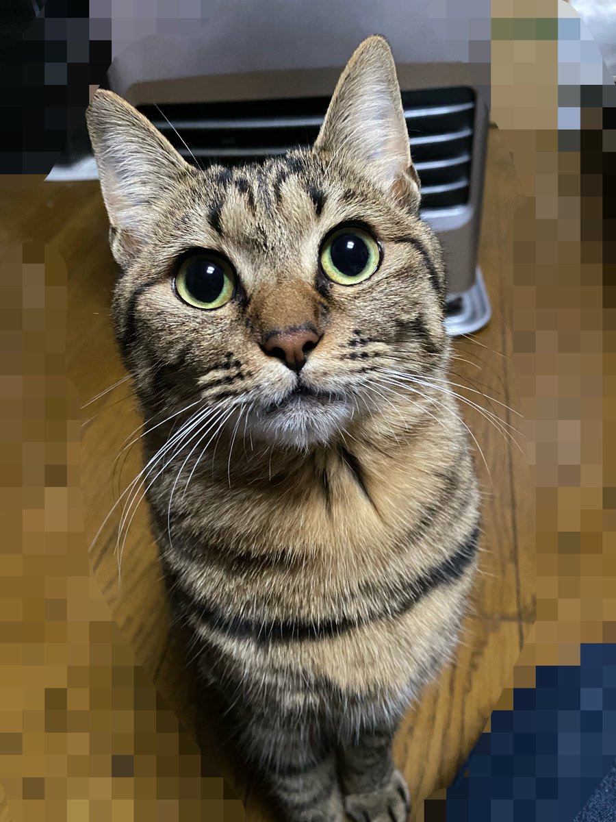 sakusmkj's tweet photo. X留守にしている間に家族が1匹増えました🐈🐾
ひなですฅ^•ω•^ฅ https://t.co/rDksAV7hyK