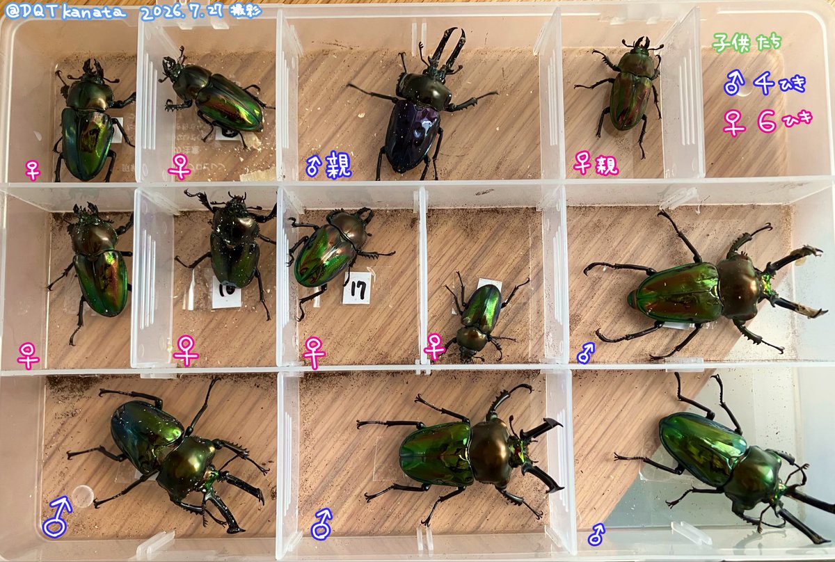 DQTkanata's tweet photo. ⚠️虫画像注意⚠️

飼育してるニジイロクワガタたちが全て成虫になったので記念撮影✨✨
オス4匹、メス6匹の計10匹でした🥰

パープルのオス✖️通常色のメスでブリードしてみたんだけど、やはり通常色が優勢遺伝なのか色味は通常色多め。
右下のオスが全体的に前胸も緑がかった色味になって綺麗です✨ https://t.co/aF5Nu95O0t
