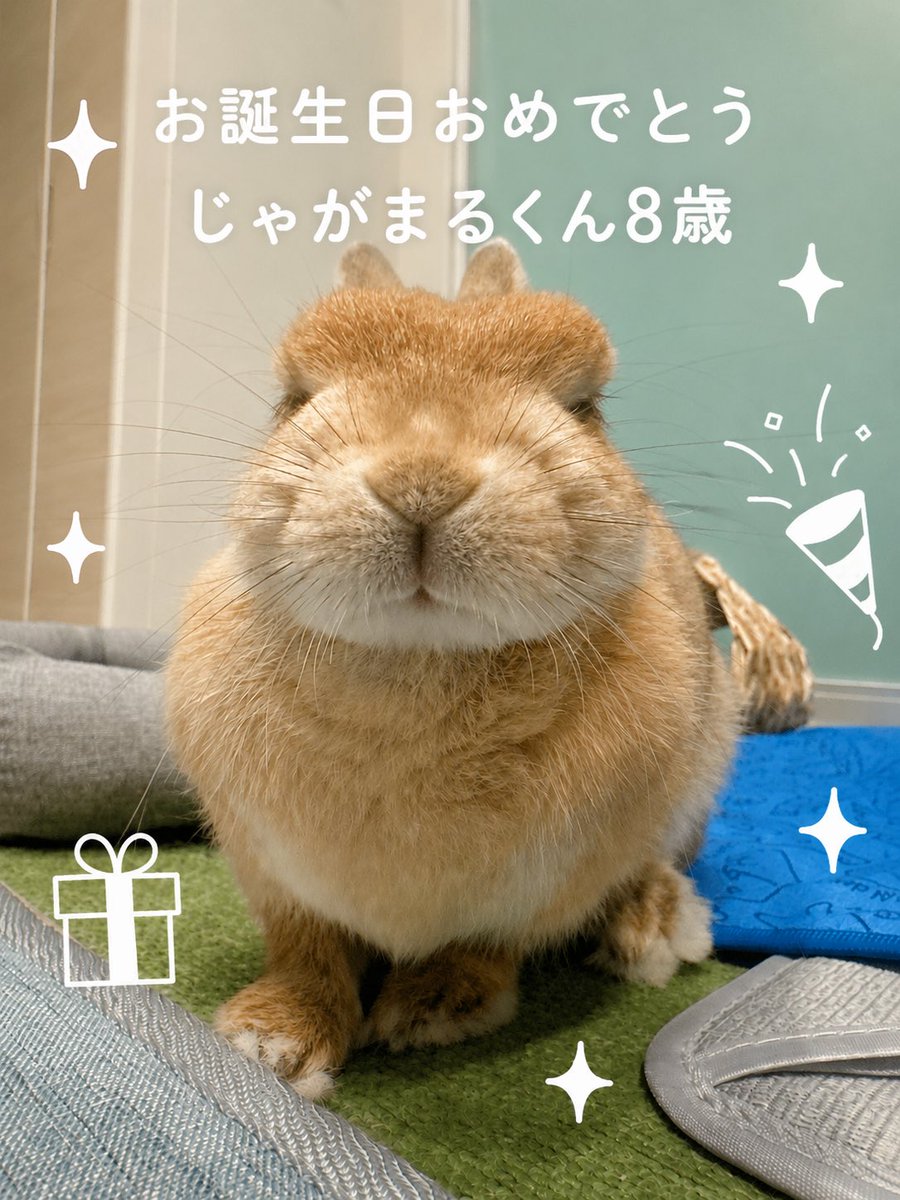 jyagamaru_usagi's tweet photo. お誕生日おめでとうさぎ🐰 https://t.co/2NYNrZRvig