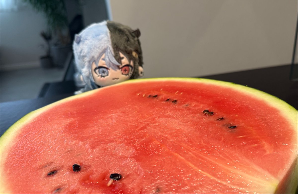 dancyo_v's tweet photo. 今日は桜巳マオくんの活動2周年の日！おめでとー！！
そして新衣装お披露目の日！
夜はマオくんのチャンネルにみんな集合だー！🐍🌸

これはマオくんからこの前もらった、でっかくてあまーいスイカ🍉🍉🍉

 #桜巳マオ https://t.co/Ti8Pa6xC3d