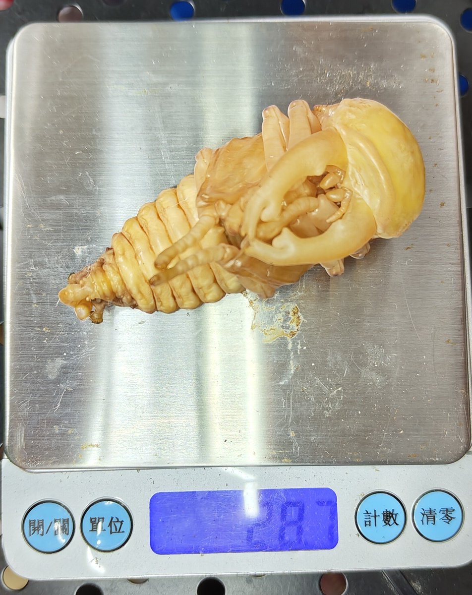Beam224422's tweet photo. Bekuwa-97
フェモラリス　(ボルネオ）
クワガタの飼育を始めて4年余りの成果発表です。
この個体はサイズこそ大きめですが、形に関しては他の個体に一歩及ばず……。
次回は美しい顎の形状を追求し、理想の個体を目指して頑張ります。 https://t.co/4CG5a6ux30
