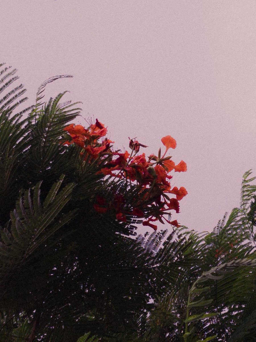 pics_el's tweet photo. flowers to make you happy https://t.co/lH6CljNyZ5
