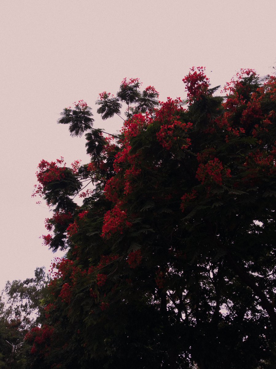pics_el's tweet photo. flowers to make you happy https://t.co/lH6CljNyZ5