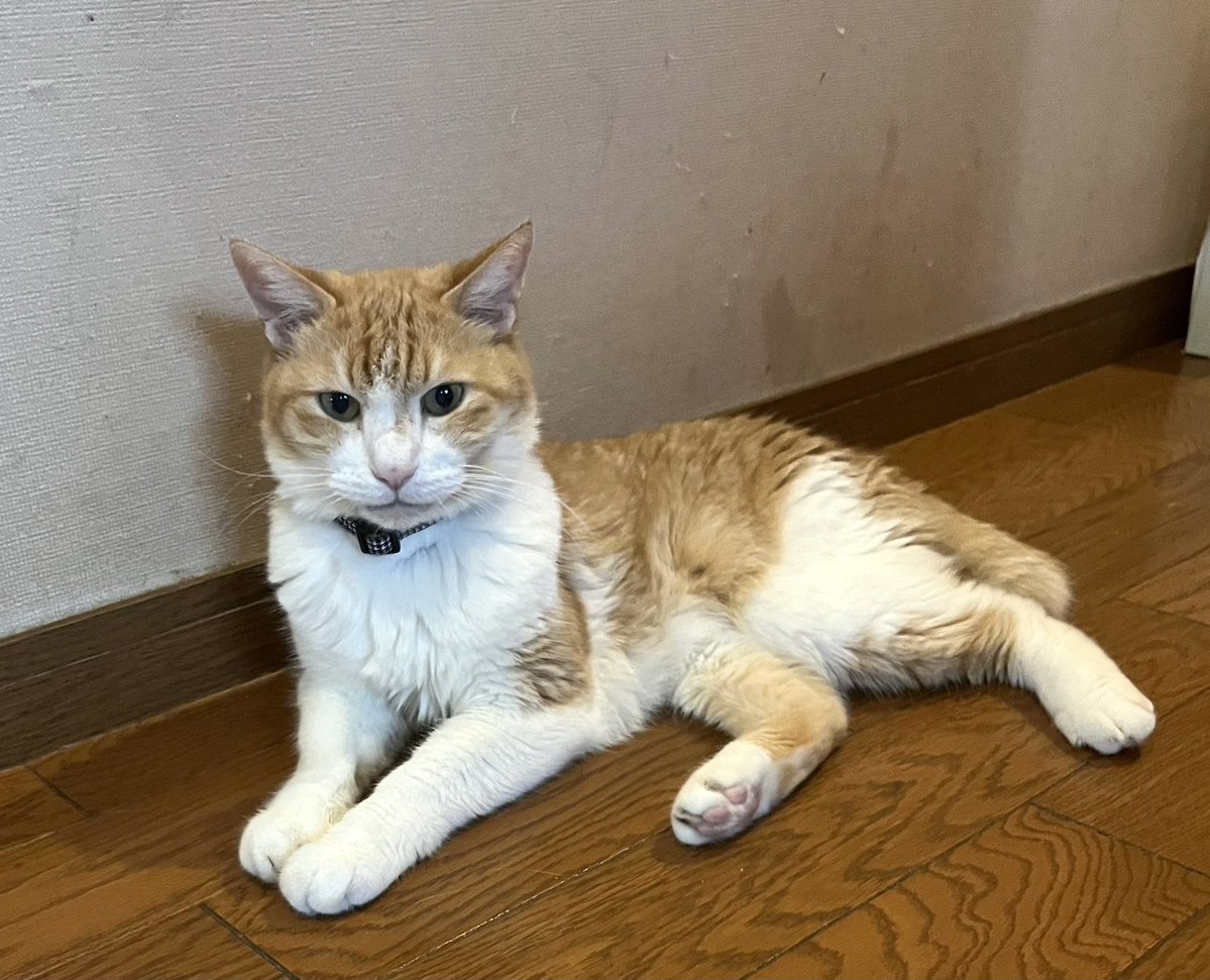 tkido4's tweet photo. 我が家の猫はみんな昼間と夜のいる場所が決まっていて殆ど移動しません
ちゃーぼはほぼ居間のテーブルの上
風介は廊下と寝室
くうちゃんは寝室と居間
みゅうちゃんは私の部屋と居間
ミーちゃんは居間と私の部屋
みゅうちゃんとミーちゃんは入れ替わりです😁

#猫のいる暮らし
#猫好きさんと繋がりたい https://t.co/A4cyghauKG