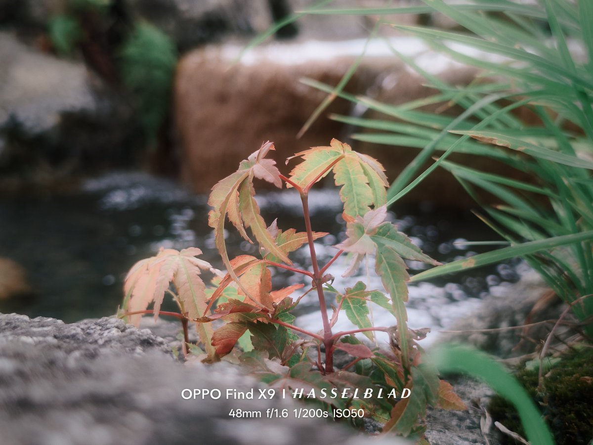 yanokado's tweet photo. もみじ
#findx9 #oppo https://t.co/eV5uGbyy7u
