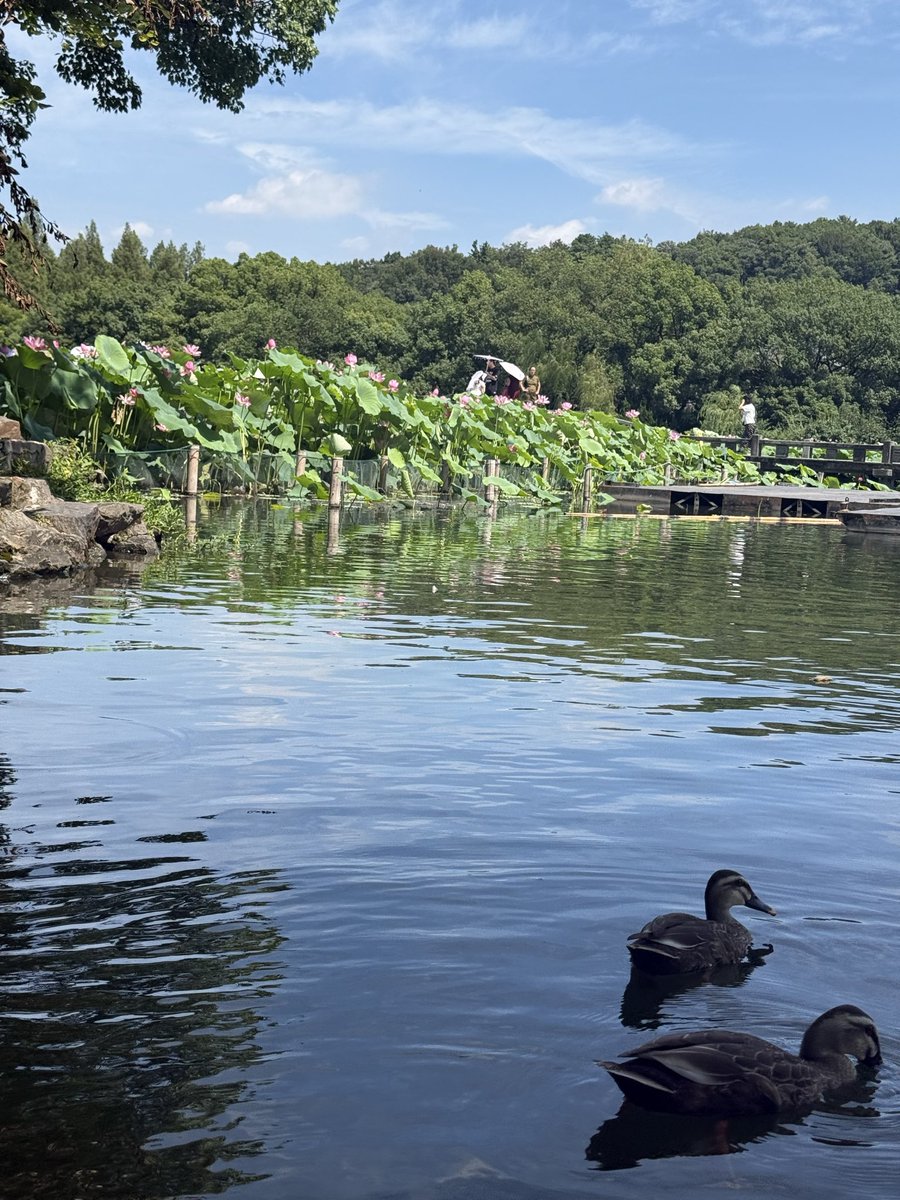 doris_dan56850's tweet photo. Welcome to the West Lake, Hangzhou，China https://t.co/nQAu4DTjiI