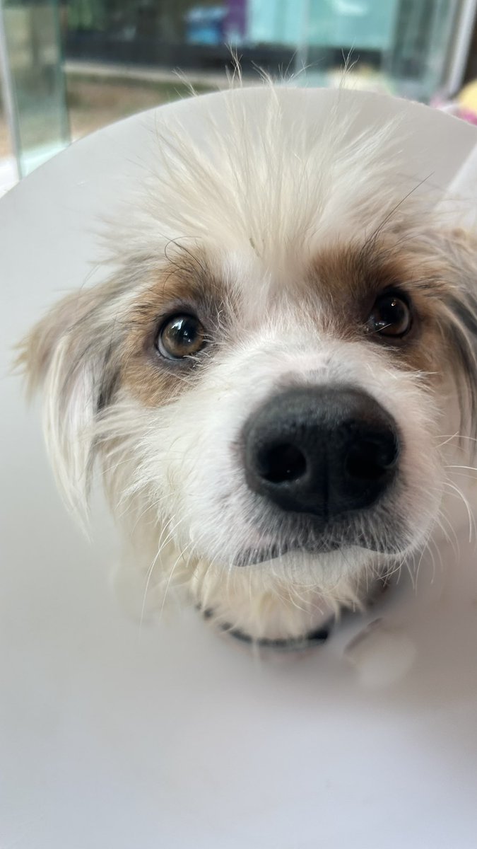 happydoggothai's tweet photo. ผ่านไปหนึ่งเดือน ร๊อด สจ๊วตเปลี่ยนไปเยอะมากเเววตากลับมาสดใสขนเริ่มกลับมาสวยเเละแผลตามตัวก็หายหมดเเล้ว❤️🐶 https://t.co/iYMayYgtnZ