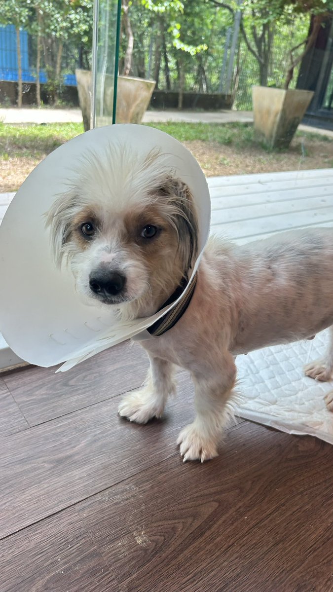 happydoggothai's tweet photo. ผ่านไปหนึ่งเดือน ร๊อด สจ๊วตเปลี่ยนไปเยอะมากเเววตากลับมาสดใสขนเริ่มกลับมาสวยเเละแผลตามตัวก็หายหมดเเล้ว❤️🐶 https://t.co/iYMayYgtnZ