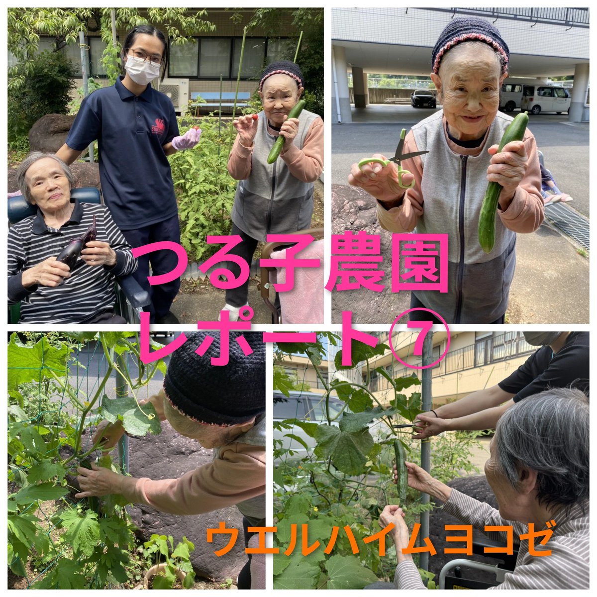 syokusenkai's tweet photo. つる子農園レポート⑥　本日は🍆＆🥒🍅の収穫です😊
暑さをしのぎながら、皆さんと一緒に収穫〜。早速とりたてのミニトマトを召し上がる方も⁉️きゅうりは塩揉みでいただきました✨
#ウエルハイムヨコゼ #秩父 #横瀬町 #家庭菜園 #つる子 https://t.co/J7vokyUDmz
