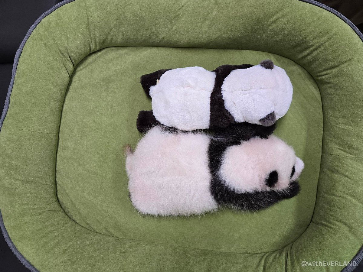 marcella_bao's tweet photo. 인형을 업신여기는 똔똔이 막내 🐖 https://t.co/2w4lGLB59V