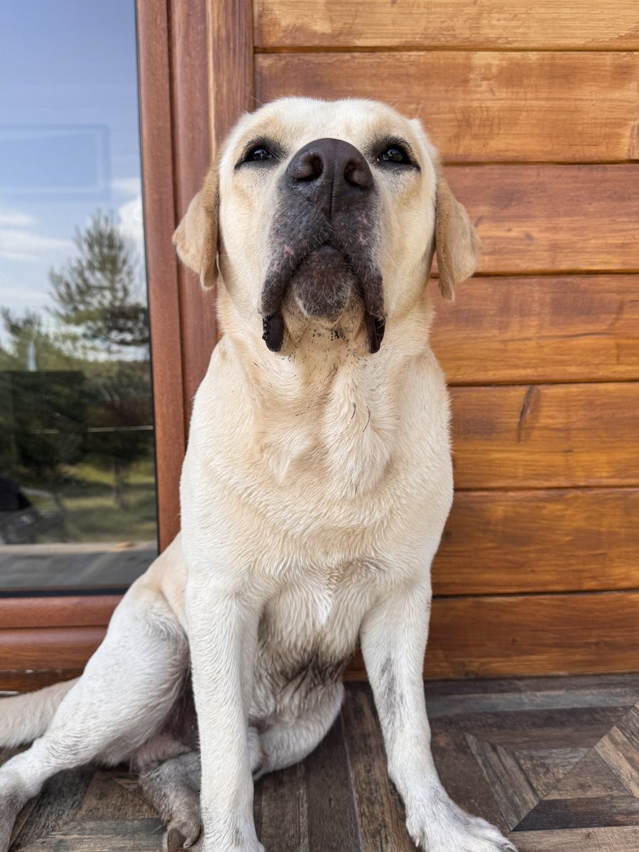 djur0's tweet photo. Charlie zvani Dragiša zvani Glibiša 😍 https://t.co/VaUBJEnt7p