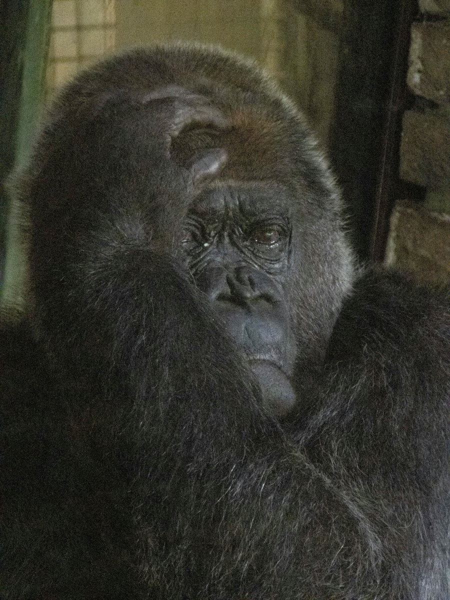 pixerke's tweet photo. A quiet gaze that says more than words ever could. 🦍

#WesternLowlandGorilla #Gorilla #WildlifePhotography #ZooPhotography #GaiaZOO https://t.co/19mx1puXhY