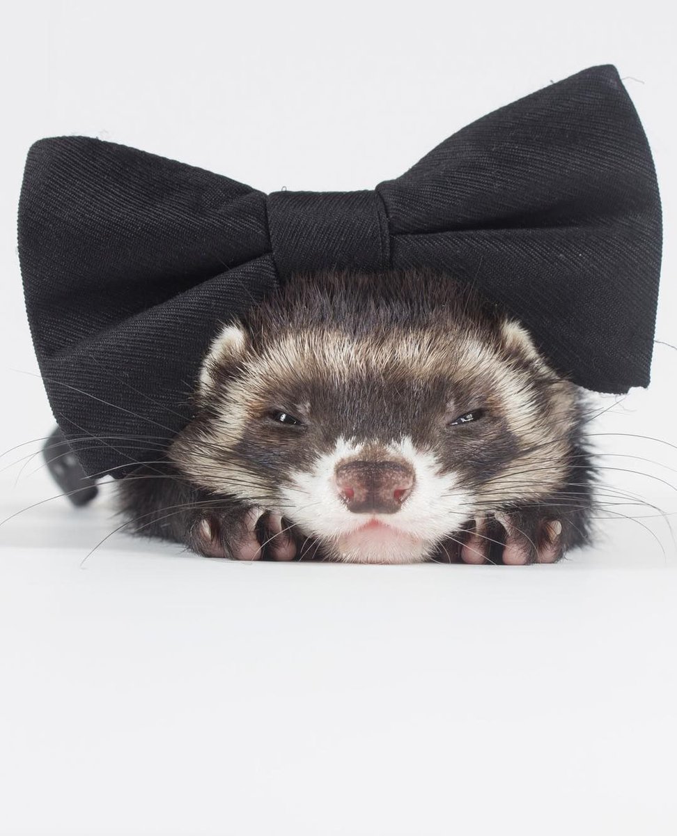 FerretPerHour's tweet photo. https://t.co/3nKcuFERIZ