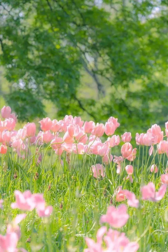 _Naturaee's tweet photo. blooming tulips everywhere https://t.co/OVmOAVOIZM