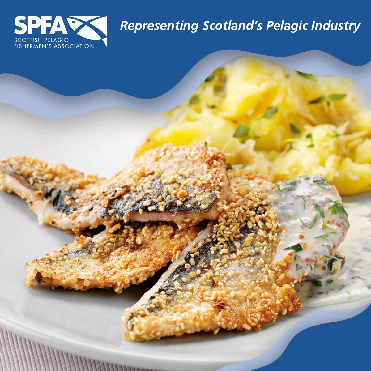 spfa_uk's tweet photo. Herring are so versatile: they make a great barbecue treat, or fried in the traditional way, coated in oatmeal

https://t.co/nUpiSkO1v8

#My2aWeek #SeafoodRecipes #HerringRecipes https://t.co/Ad9aeOpN3Q