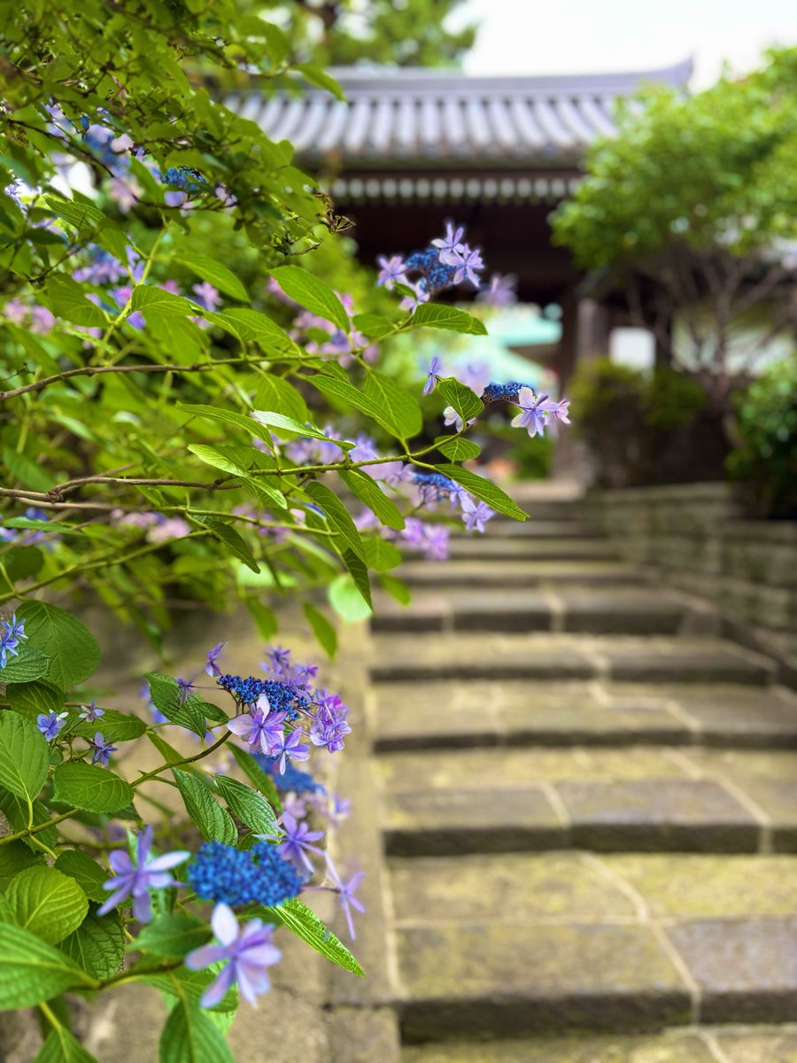 283GOSHUIN's tweet photo. #横浜市 #高野山真言宗 #弘明寺 #御朱印
神奈川県横浜市にあります高野山真言宗の弘明寺さんです🙏
当寺は、養老5年にインドの僧・善無畏が当地に結界を創り、天平9年に行基が観音像を刻んで一宇を建立したと伝えられております。
鎌倉時代には源将軍家累代の祈願所となりました。
御朱印は御本尊と御詠歌を頂きました🙇‍♂️🙇‍♂️