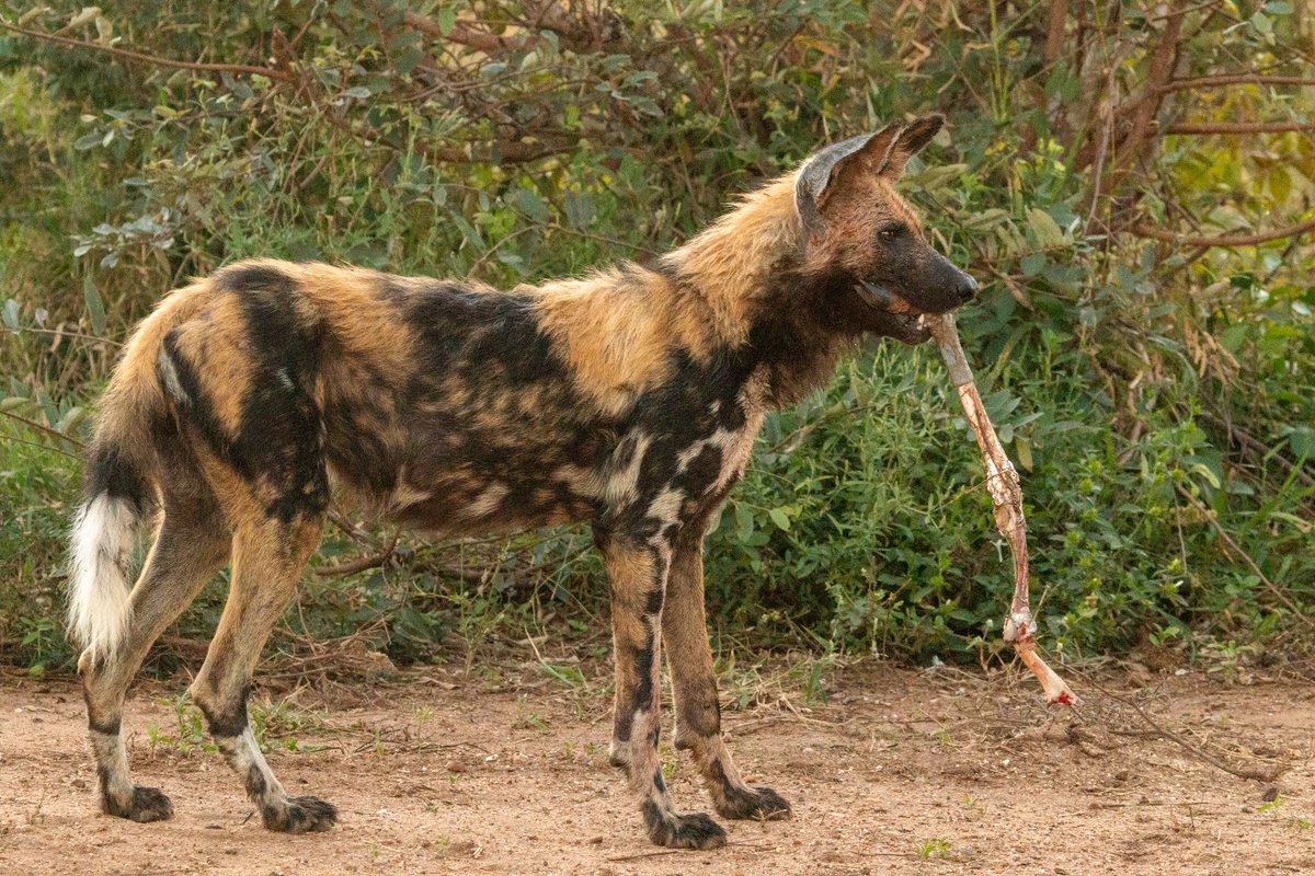 KapamaReserve's tweet photo. Few sightings match the raw energy of an African wild dog pack on the move. Watching these strategic hunters after a successful effort is a stark, captivating reminder of life in the wild. πΎ
#KapamaPrivateGameReserve #WildDogs #SafariExperience #SafariMoments https://t.co/ydJp81feAn