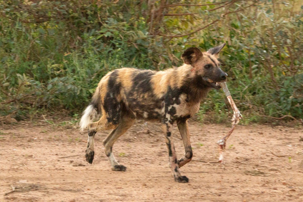KapamaReserve's tweet photo. Few sightings match the raw energy of an African wild dog pack on the move. Watching these strategic hunters after a successful effort is a stark, captivating reminder of life in the wild. πΎ
#KapamaPrivateGameReserve #WildDogs #SafariExperience #SafariMoments https://t.co/ydJp81feAn