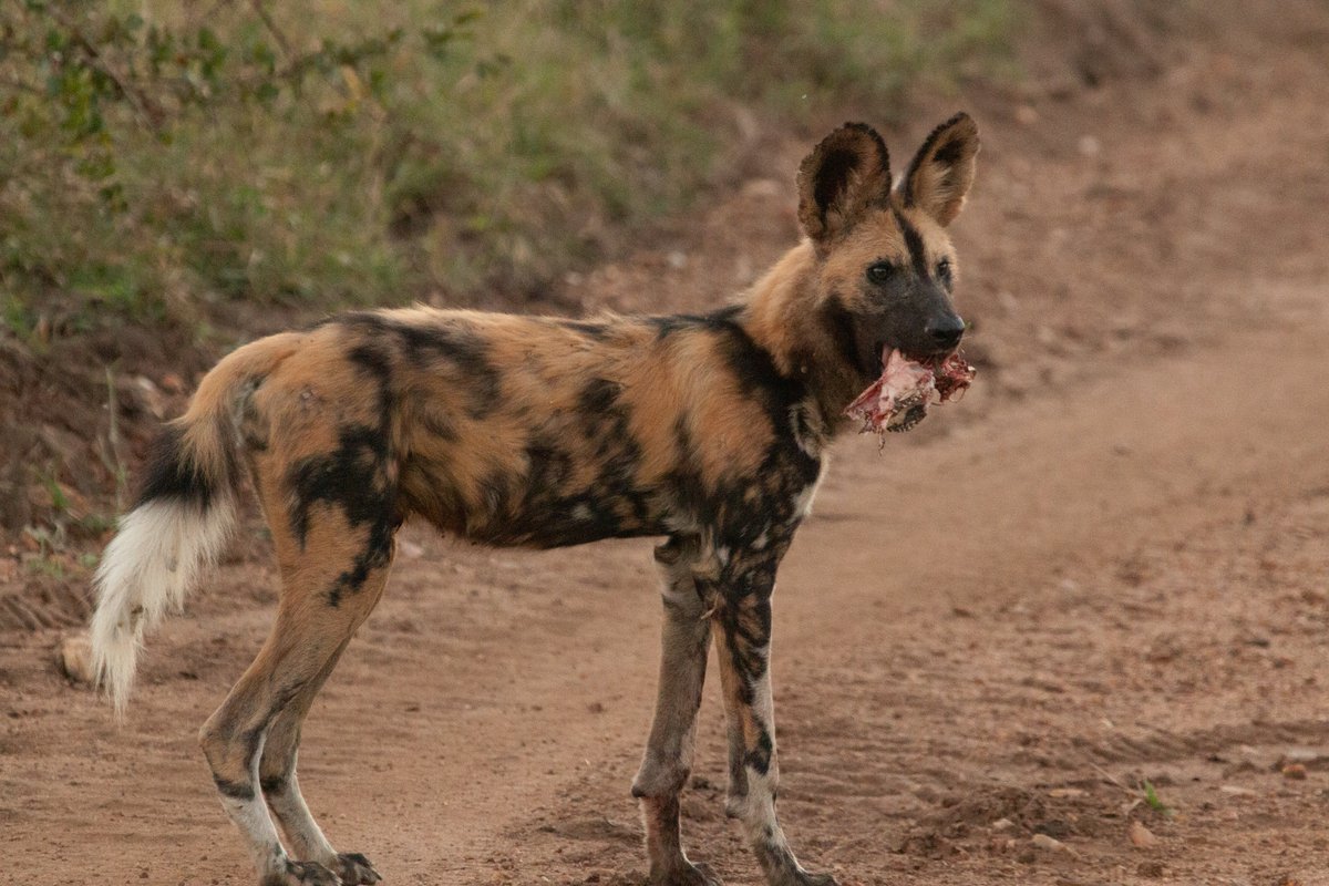 KapamaReserve's tweet photo. Few sightings match the raw energy of an African wild dog pack on the move. Watching these strategic hunters after a successful effort is a stark, captivating reminder of life in the wild. πΎ
#KapamaPrivateGameReserve #WildDogs #SafariExperience #SafariMoments https://t.co/ydJp81feAn