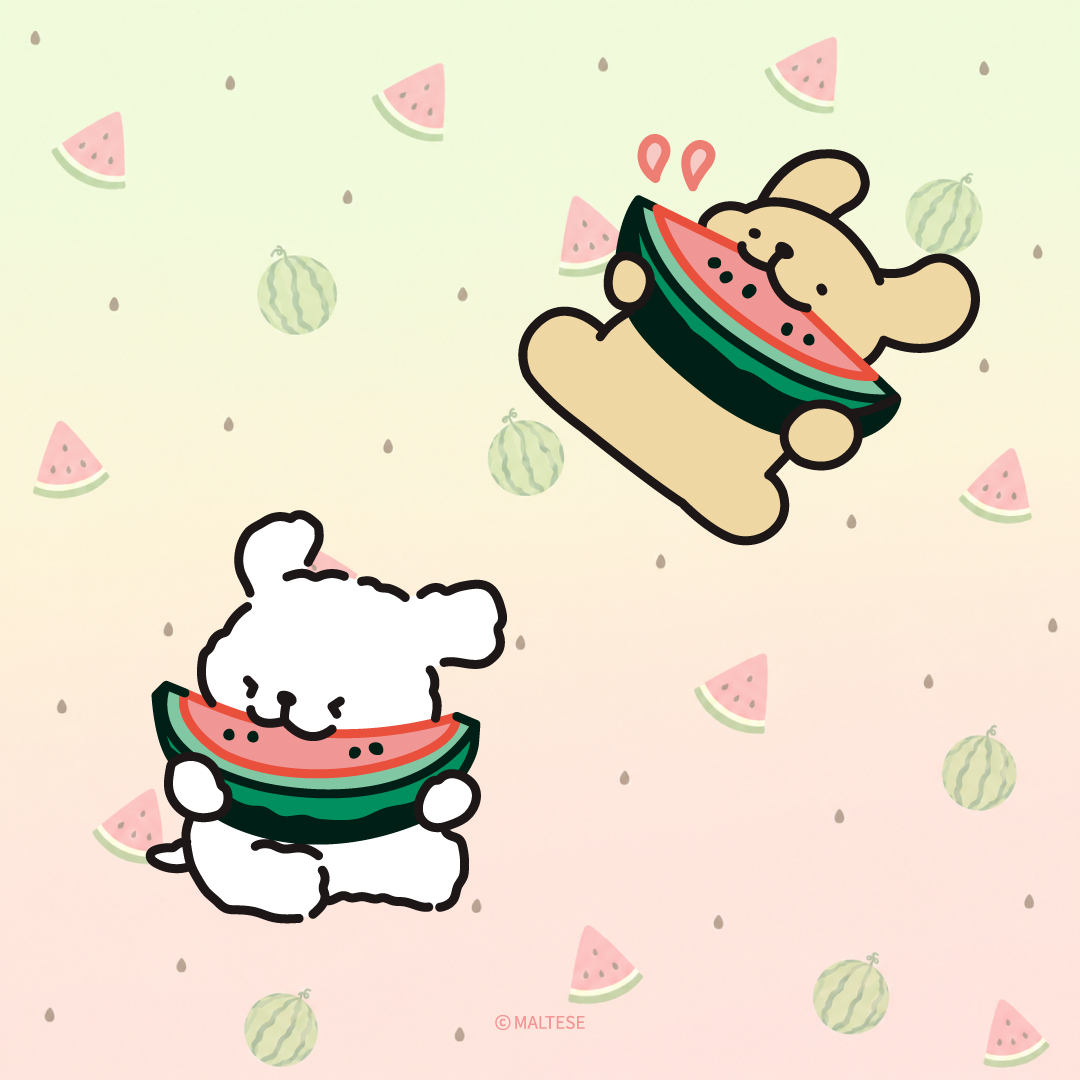 maltese_jp's tweet photo. 夏の味🍉☀️
#スイカの日 https://t.co/zvGV8wEjR1